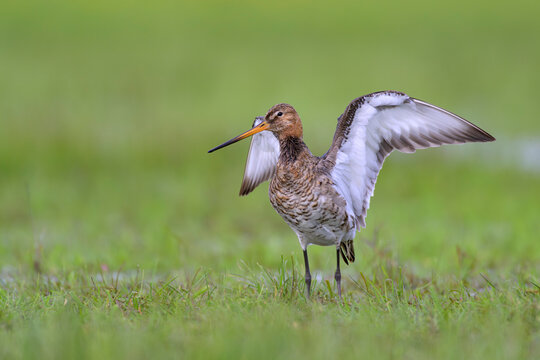 uferschnepfe limosa black-tailed godwit