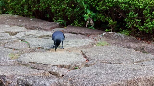 Black bird walking on leaf litter near sidewalk wildlife adaptation in urban area outdoor scene. 4k