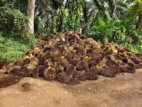 Oil Palm waste (jangkos) in Kalimantan plantations is turned into organic fertilizer
