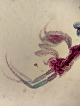 Caprella Skeleton Shrimp Whole Mount Showing Segmented Body and Clawed Append