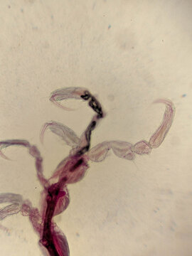 Caprella Skeleton Shrimp Whole Mount Showing Segmented Body and Clawed Append