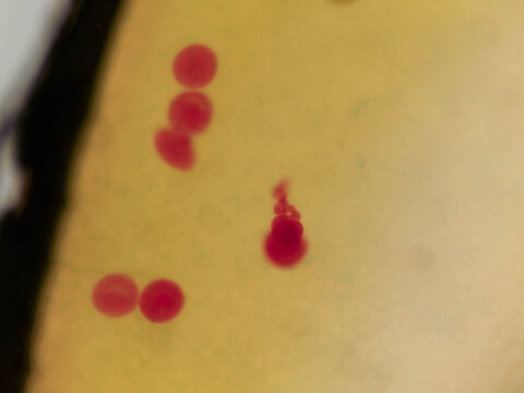 Cerebratulus Gastrula Stage Embryo Showing Early Germ Layer Format