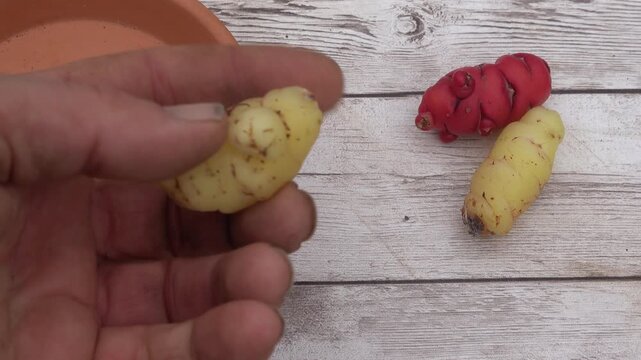 Gardener preparing oca tubers for planting