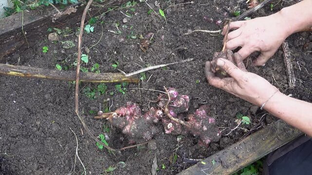 Farmer harvesting jerusalem artichokes from the ground