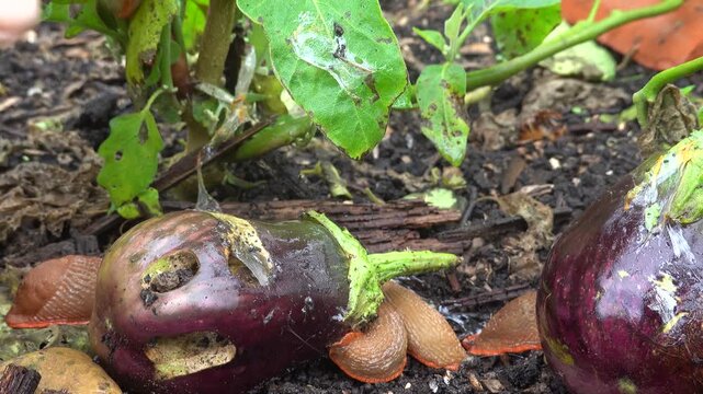 Gardener removing slug pests from eggplant crop