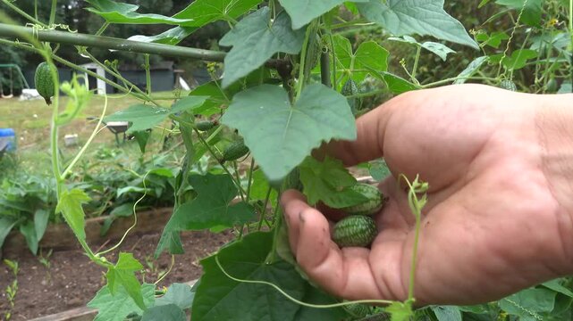 Farmer harvesting ripe mexican sour gherkins