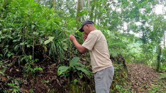 Asian people researching Asian Calanthe triplicata (common Christmas orchid, Anggrek popocongan, Ahan abal, Lemba utan, Bunga tida lapis)