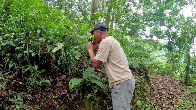 Asian people researching Asian Calanthe triplicata (common Christmas orchid, Anggrek popocongan, Ahan abal, Lemba utan, Bunga tida lapis)