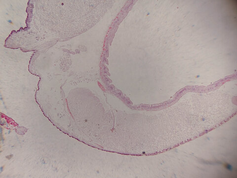 Nereis Polychaete Cross Section Showing Parapodium and Body Wall La