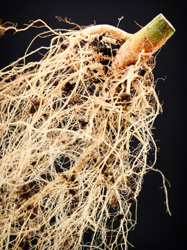 Detailed macro shot of a healthy Northern Light cannabis root system with soil particles, isolated on black background - plant anatomy and indoor cultivation concept