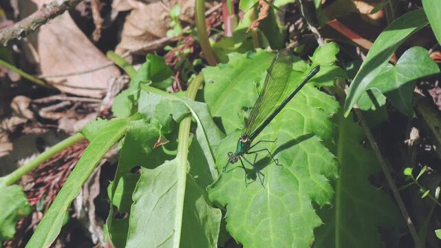 春の野山　風に揺れる木の葉にとまるカワトンボ06