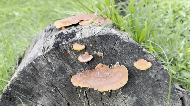 hongo seta cola de pavo turkey tail mushroom