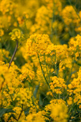 Obraz premium Close up of yellow rapeseed flowers blooming in agricultural field at sunset, spring nature background for farming, ecology and sustainable agriculture concepts