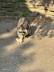 wild animal, cute raccoon in the park © Oksana