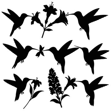 Hummingbird Silhouettes with Flowers - Vector Graphics Set
