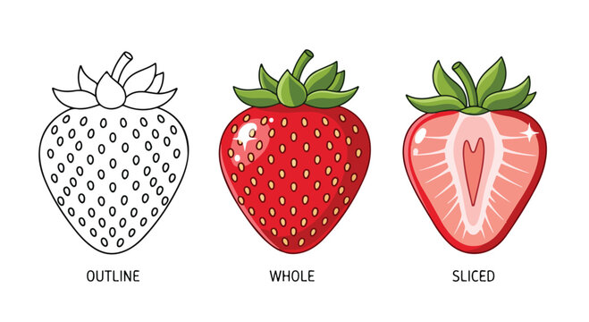 Detailed illustration of a strawberry in outline whole and sliced showing internal structure and seeds for educational