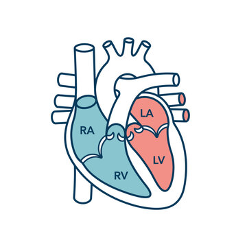 Heart anatomy diagram displays the four chambers of the human circulatory system clearly labeled.