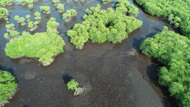 Mangrove Aerial View Showcasing Biodiversity and Ecosystems for Conservation