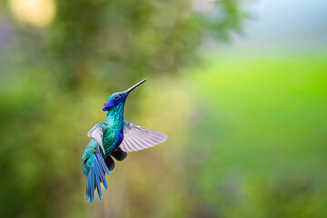 Fototapeta premium Hummingbirds