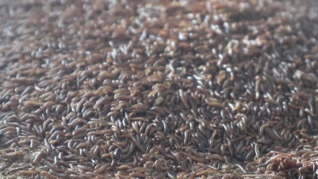 Super worms crawling. Super worms Zophobas morio, larvae. 