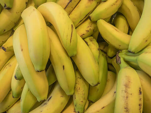 Fresh ripe yellow bananas pile at farmers market, tropical fruit display