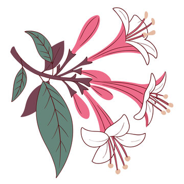 abelia flower colorful on white background
