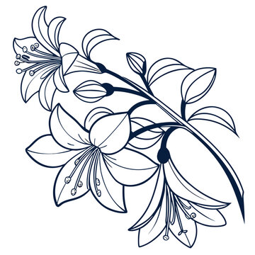 abelia flower vector