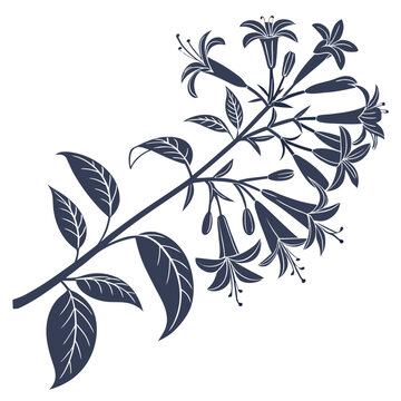 abelia flower silhouette on white backgrounfd