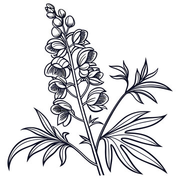 aconite with leaves
