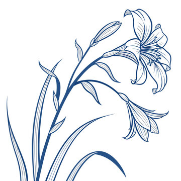 blue flag iris with leaves