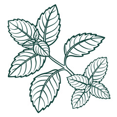Fototapeta premium mint leaves vector