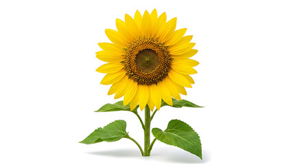 Obraz premium A large sunflower with bright petals stands tall in a field on a sunny day outside.