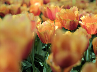 Fototapeta premium 晴れた4月に鮮やかに咲いたオレンジ色のチューリップの花