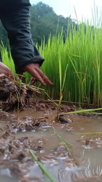 A close-up shot of a farmer's hand actively pulling fresh young rice seedlings from a muddy, flooded seedbed for transplanting.