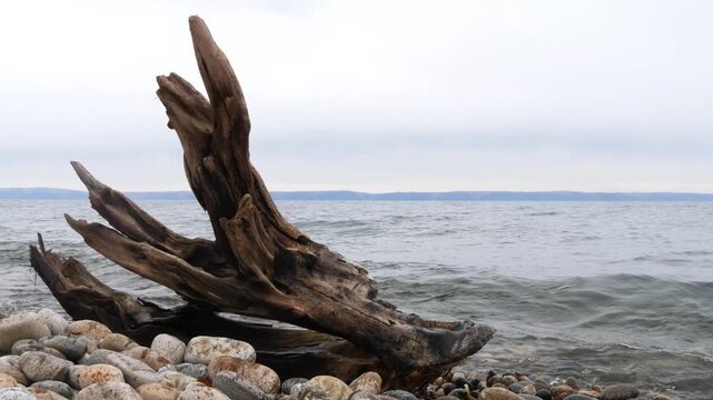 
A snag on the shore of Lake Baikal. A cloudy, cold autumn day.
