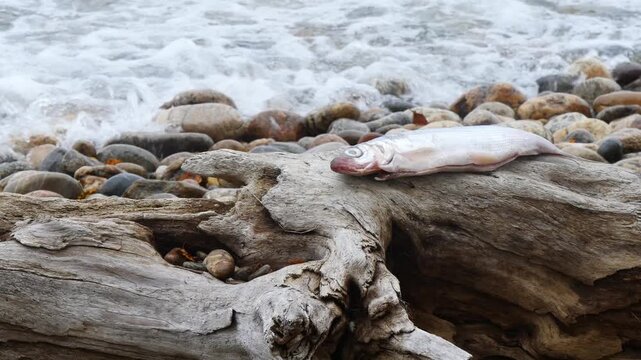 
A snag on the shore of Lake Baikal. A cloudy, cold autumn day.
