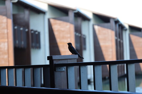 small tropical bird perched atop wooden railing post (close-up, three-quarter-profile) 3548