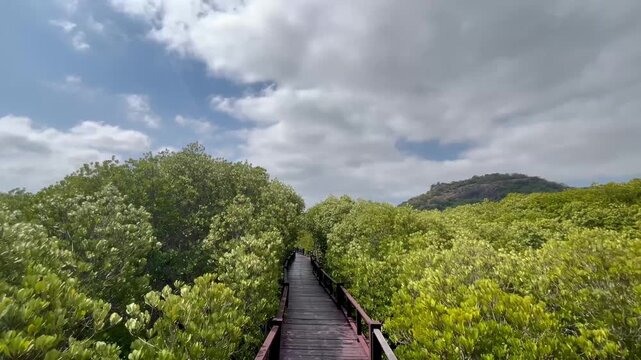 Wooden bridge walkway mangrove forest
