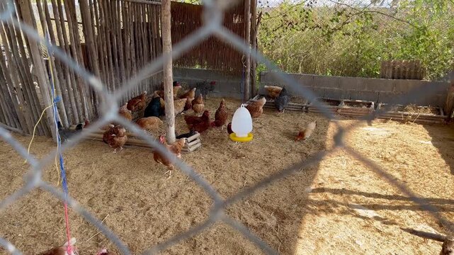 Chickens in organic rural farm