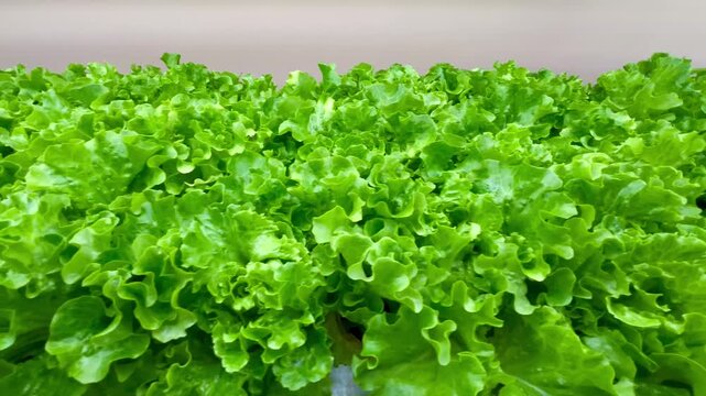 Fresh organic green oak in hydroponic farm