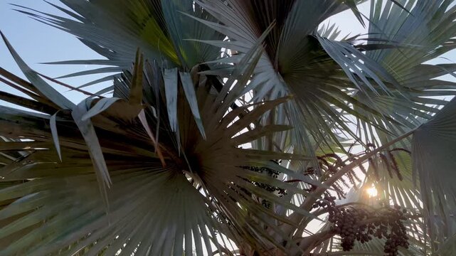 Palm tree in the wind
