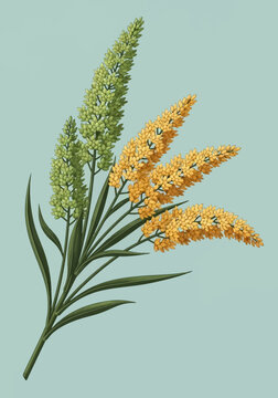 Botanical Illustration of Millet Grain Stalks with Green and Golden Seeds, Vintage Style Cereal Plant Graphic on Light Blue Background