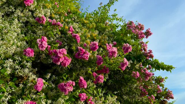 Pink climbing roses and white clematis flowers with fresh green leaves moving in the wind on lush garden wall in park against blue sky. Blooming and spring concept