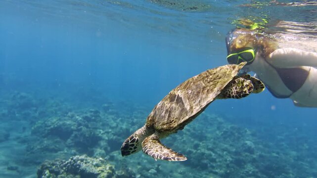 Green sea turtle swimming with woman in blue ocean water