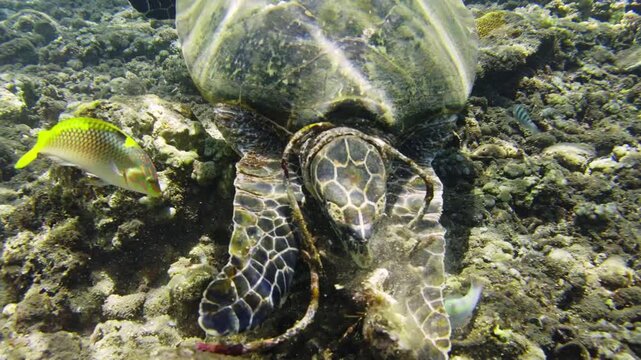 Hawksbill sea turtle trapped in plastic garbage underwater