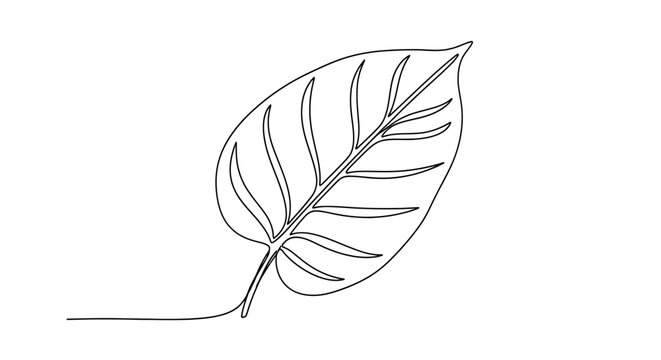 Minimalist black and white line drawing of a single detailed leaf with visible veins and a slender stem capturing nature's