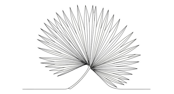 Minimalistic line drawing of a fan palm leaf with detailed linear textures for nature-inspired art