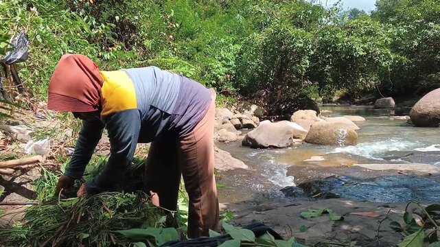 Traditional Indonesian female farmer in hijab harvesting and bundling fresh green grass for animal fodder by a scenic rocky stream, showcasing authentic rural agriculture and sustainable farming