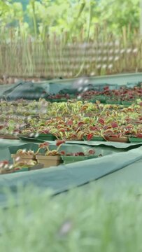 Vertical video: Camera moving over dotted mesh, dots drifting and fading, revealing trays of plants