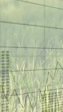 Vertical video: Lighting revealing grid, tall green grass while graphs rising and showing trends